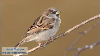 House Sparrow: Did you know?, An Educational Adventure for Bird Enthusiasts #birds