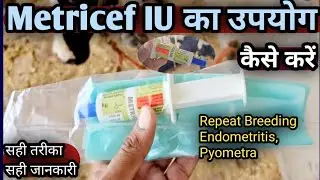 Metricef IU का उपयोग कैसे करें||रिपीट ब्रीडिंग,Pyometra,एंडोमेट्राइटिस इत्यादि में||👉