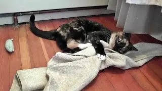 Oh Those Kits Cats! - Episode 10