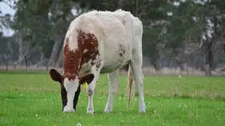 Lot 41 - Boldview DWR Atla
