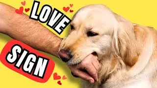 7 SIGNS that your DOG is attached to YOU (and not to other people)