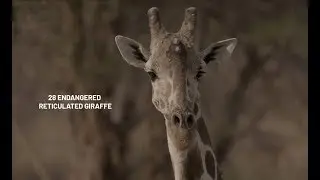 Twiga Tracker &ndash; Using modern technology to save reticulated giraffe in northern Kenya