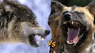 Gray Wolf vs African Wild Dog &mdash; Democracy vs Hierarchy Pack Science