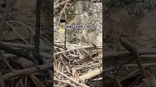 Snake Swallows Fish Alive 😱 #snake#snakeeatingfish#wildlife#natureisbrutal#predator#animalshorts