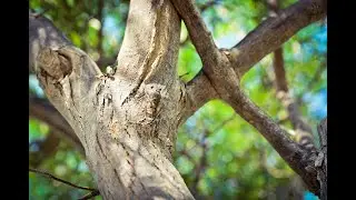 Цикада Cicadidae Этого звука сейчас многим не хватает