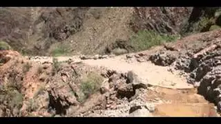 Grand Canyon Trail Gaited Mule Missouri Mule Co
