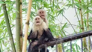 🐒White Face Monkey posing at the camera🐒Mono Cara Blanca