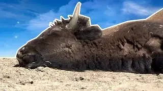 Bison Playing Dead (Sleeping Like A Rock)