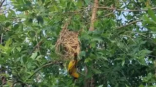 Vink verwoester