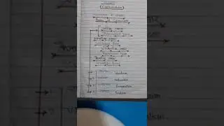 ( Bases of curriculum ) Curriculum