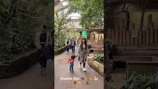 Chester Zoo 2024 | UK Zoo | UK Animals | Europe Zoo | Animals in Europe