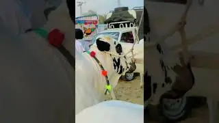 Jaffer Mandi view + beauties 🥰🔥💯 #cow #cattlefair #bull #cattlepoint