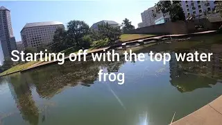 Top water Frog, 2 Inch Grubs and 6.5 Inch Worms Action #fish #fishing 