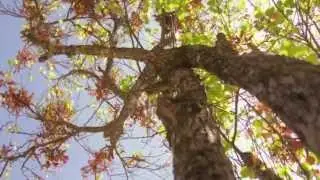 Canon 7D/550D (Timelapse montage shot Teaser)