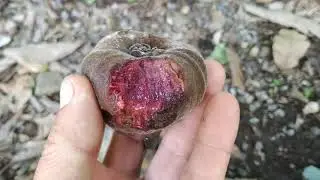 Фикус уховидный (Ficus auriculata) с крупными плодами на Тенерифе