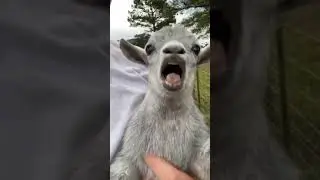 #SHORTS cute baby llama screaming