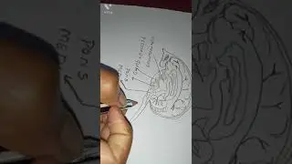 easy way to draw human  brain 🧠🧠 for 10th students see and learn 👀