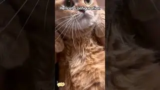 Funny cat: Cat meow #funnycats #funnyanimals #funnypets