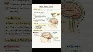 Neural Control and coordination class 11.        Neural Control and coordination one shot.      Neet