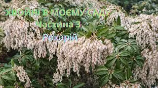 ХВОЙНІ В МОЄМУ САДУ – Частина 3   Характери, форми і настрій. Рокарій. 18/01/2026