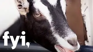 Food Factory USA: Triple-Cream Goat Cheese | Home.Made.Nation
