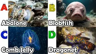 Alphabet Song with ocean Animals | ABC Learning Video for Preschool Kids | Koko Study Class