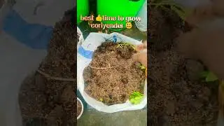 👍October to November best time🥰 to grow coriyender #dhaniagrowing tips #gardening