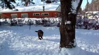 Aatu labradorinnoutaja leikkii lumessa
