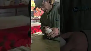 Trimming back a cross beak so beaker can eat properly 