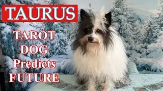 TAURUS - IMPORTANT Message From Chippy! 🐾 Tarot 2026