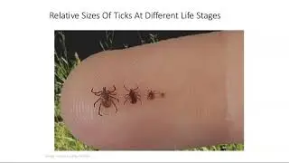 TickBorne Testing Solutions&trade; &ndash; Overview 2020