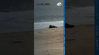 Seals spotted sunbathing near Bethany Beach in Delaware