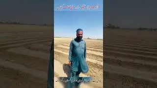 Cotton farming in pakistan #farming #agriculture