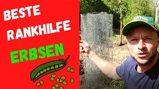Beste Rankhilfe Erbsen 💯 - Einfach Schritt-f&uuml;r-Schritt erkl&auml;rt. DIY