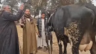لو المعلم مصطفي لو اخد البقره دي بسعر ده اقسم بالله يامعلم عبده  هاتخليه يبطل التجاره
