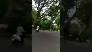 Lion walking on the busy roads