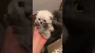 The mother cat's attitude🐱😂😂#cat #tiktok #funnycat #usa🇺🇸 #catsoftiktok