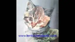 3d lenticular fabric fashion-cat and rose flower switch effects-soft tpu lenticular lenses printing