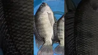 Telapia fish 🐟#telapiafish