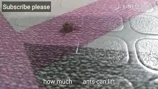How much ant can lift. Gaano kabigat ang kayang buhatin ng lanngam. The greatest insect in the world