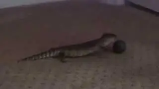 Baby Blue Tongue Skink Plays With Ball