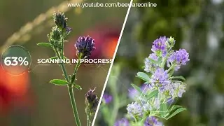 Bee Friendly Plant Rating - Medicago Sativa - Lucerne / Alfalfa - Good for your bees?