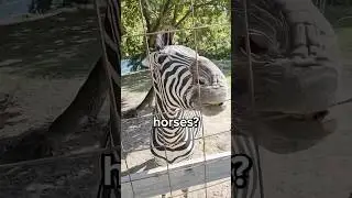 Why are Zebras Not Considered Horses? 🤔
