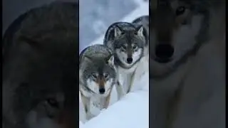 #usa #wildlife #wolf #animals #volf