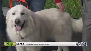 Adopt-A-Pet: C.A.R.E. (Community Animal Rescue Effort)
