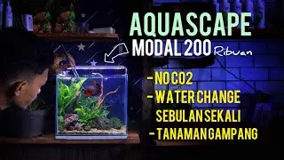 Paduan Lengkap Aquascape Untuk Pemula | Cuman 200 ribuan tanpa Injeksi Co2 #lowtech #aquascape