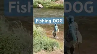 Loyal fishing dog! #dog #mansbestfriend #fishing #flyfishing #summer #outdoors