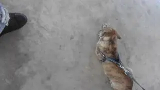 Max teaching trick