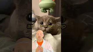 How long animals sleep