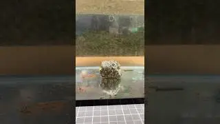Particle in a solid bag! You live to see it! #shorts #totalcarp #carpfishing
